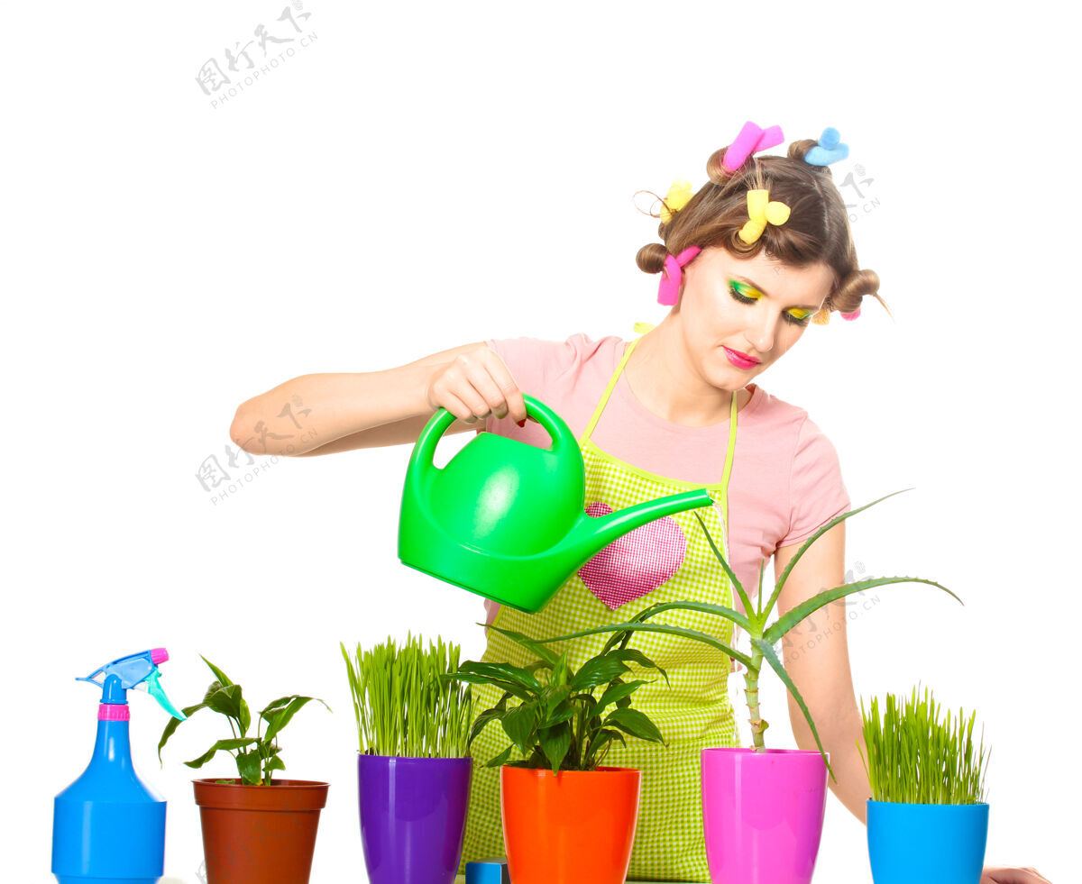 家务美丽快乐的年轻家庭主妇在花盆里浇花隔离在白色女人人卷发器