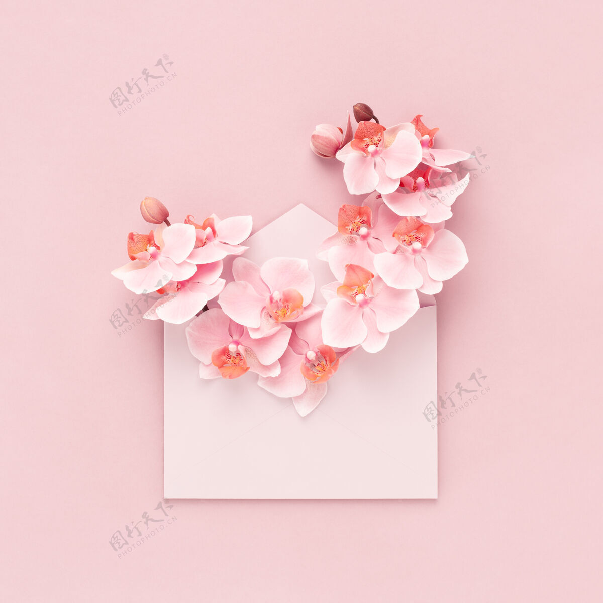 信温柔的兰花花束在粉红色的信封内作为礼物送给妇女节 母亲节 情人节 生日平铺背景兰花生日最小