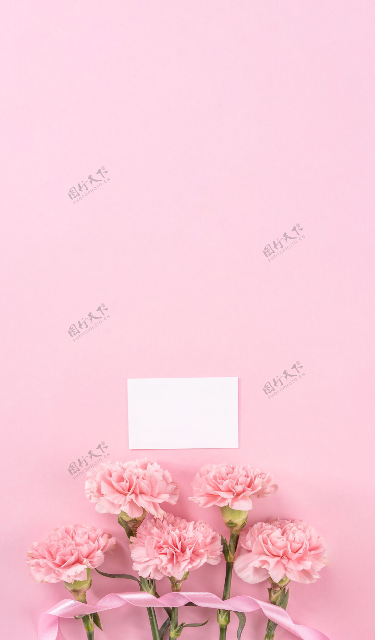 苍白粉色康乃馨的俯视图 背景是粉色的母亲节花空白束感恩