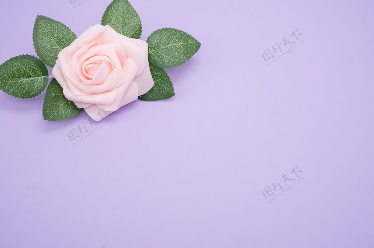 花一朵粉红色玫瑰的特写镜头被隔离在紫色背景上 留有复制空间花叶子自然
