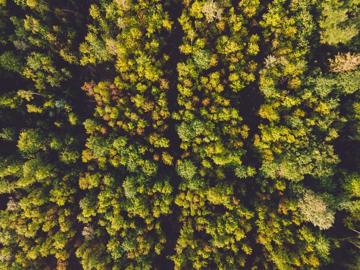 阳光德国白天阳光下森林的空中拍摄-完美的自然概念景观风景欧洲