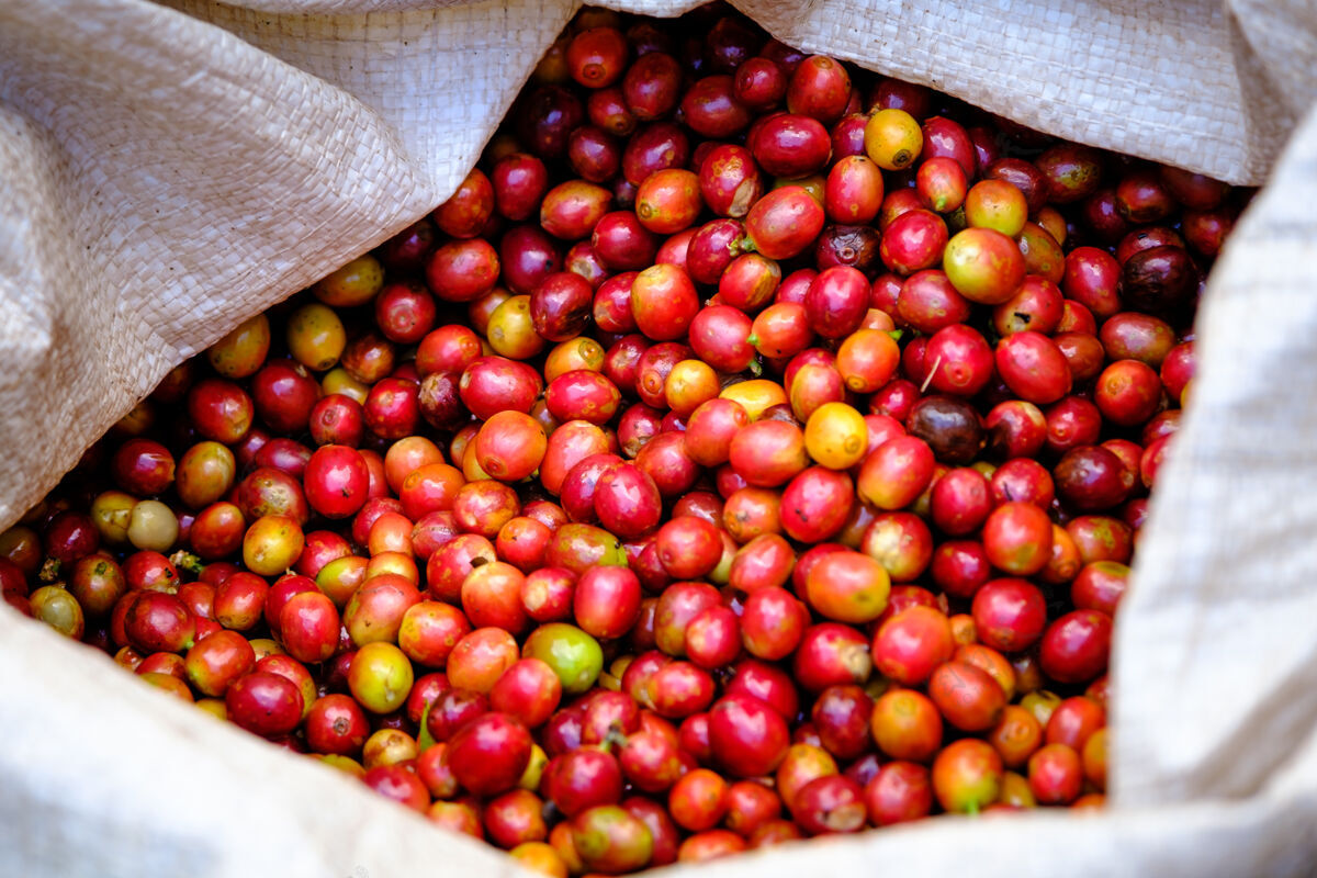 新鲜特写和选择重点生樱桃咖啡豆天然种子生的