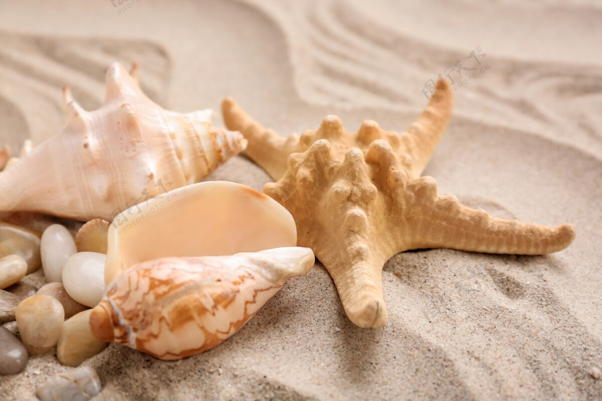 不同不同的贝壳和海星在沙滩上海洋生态动物