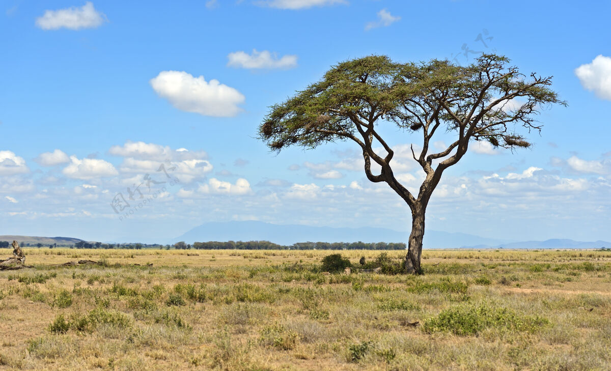 自然肯尼亚安博塞利国家公园的树木肯尼亚野生动物肯尼亚景观