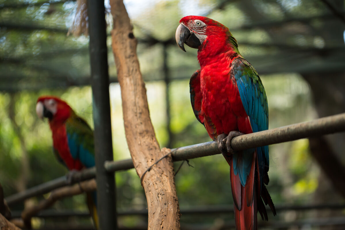 彩色鲜红的金刚鹦鹉 美丽的红鸟栖息在木头上肖像红色热带