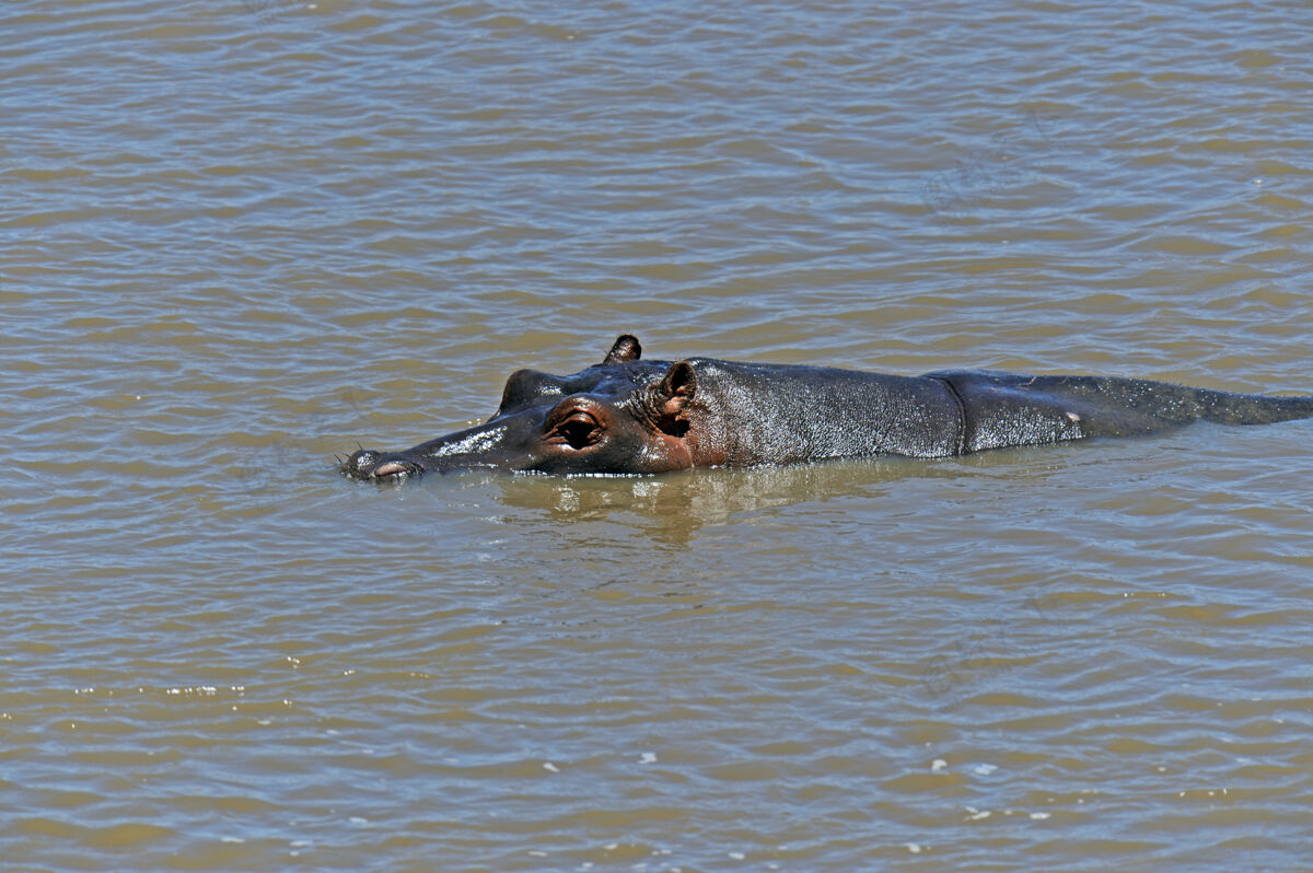 动物主题非洲河马的自然栖息地肯尼亚非洲野生动物野生动物花