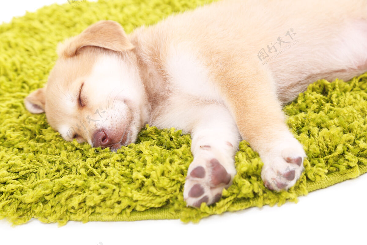 拉布拉多小可爱的金色猎犬小狗在绿色的地毯上 白色的狗可爱地毯