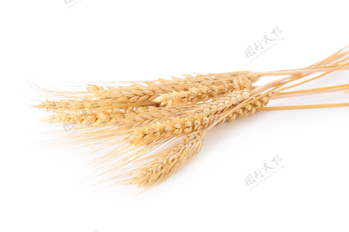面筋白色背景上的小麦小穗过敏背景成熟
