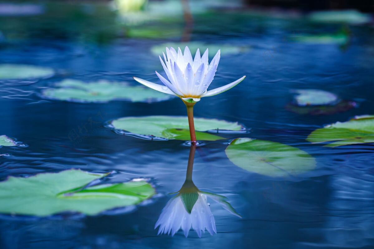 水生美丽的白莲和黄色的花粉在池塘表面花瓣湖睡莲