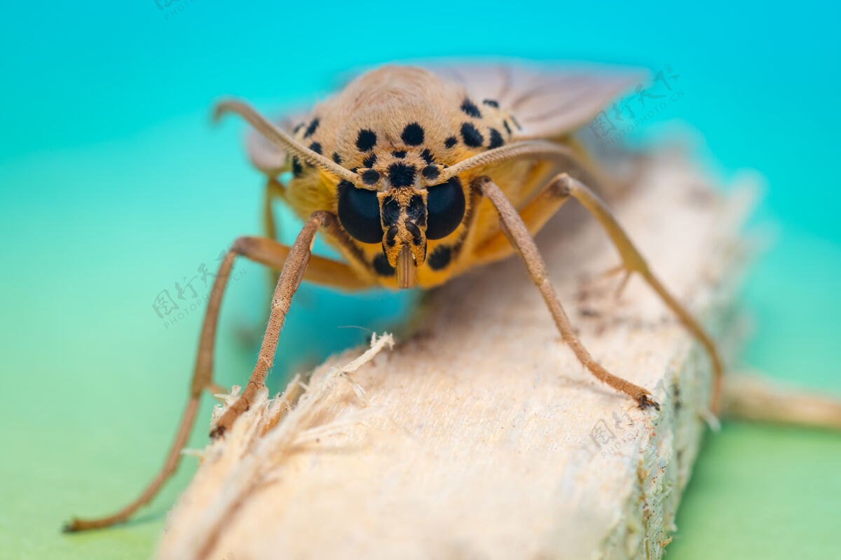 森林青色干棒上的小蛾子昆虫动物眼睛