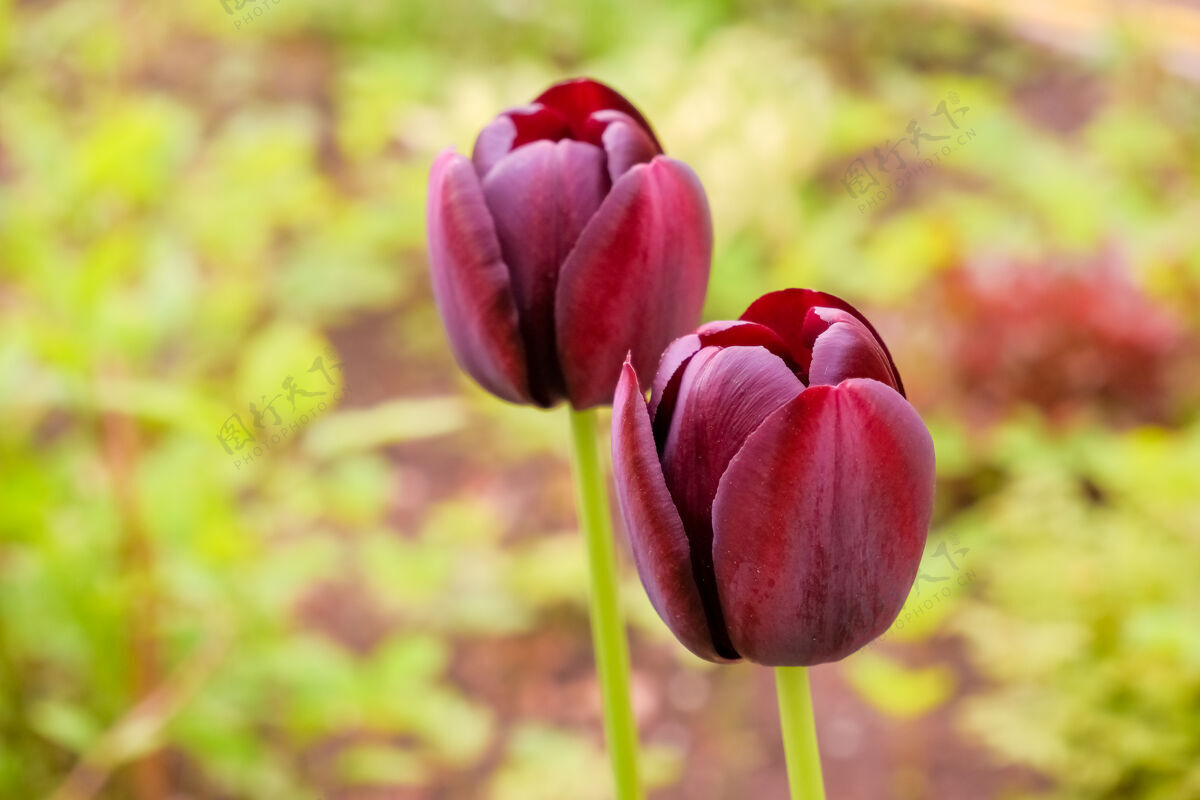 花束深紫色郁金香花花园黑暗紫色 几乎是黑色 凯旋郁金香21点开花在公园里四月一日花坛上的彩色郁金香开花开花颜色