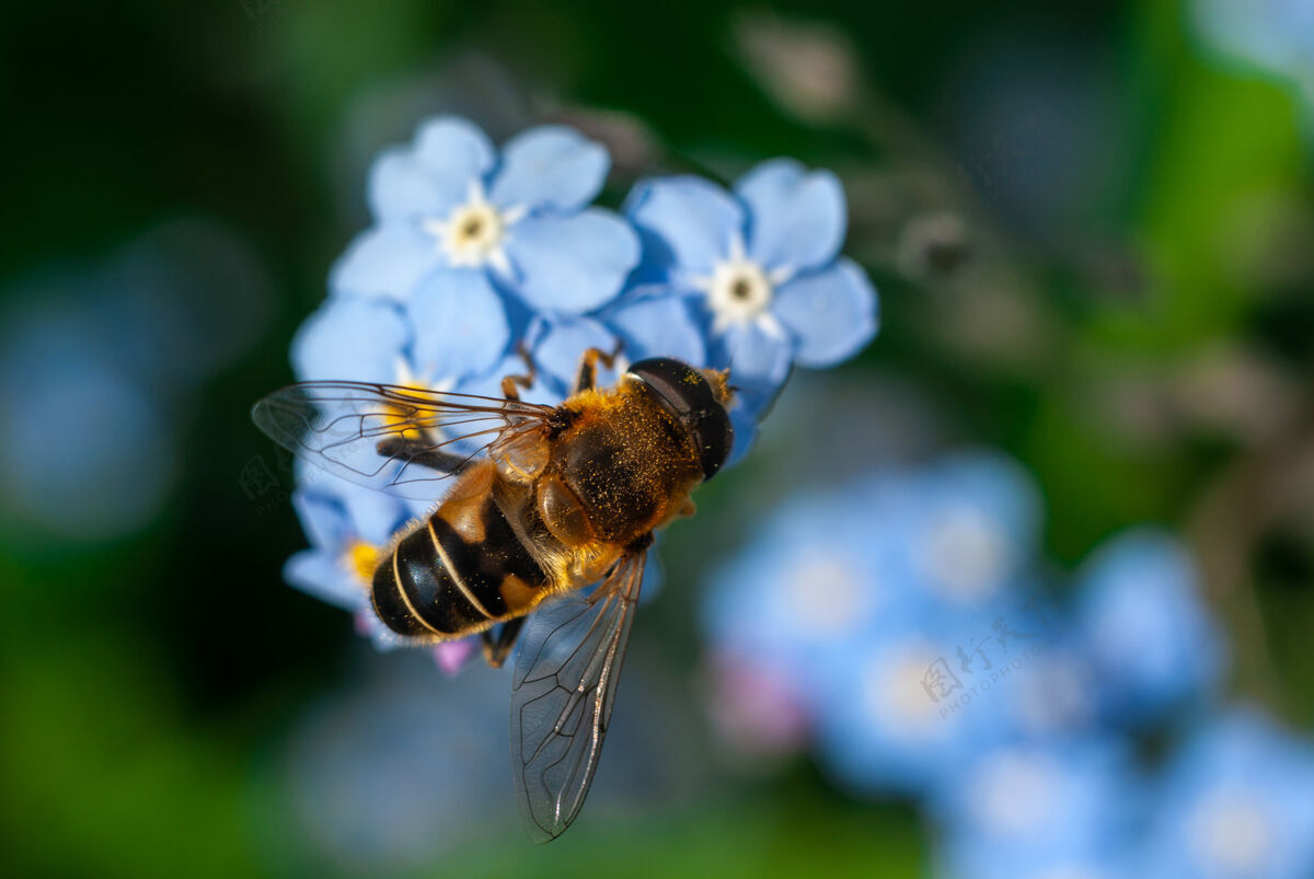 开花蜜蜂采集花粉从一些忘了我的蓝色花朵夏天特写野生动物