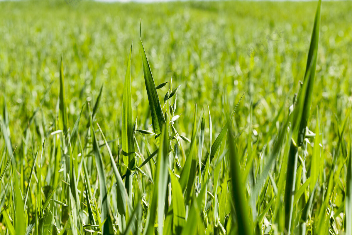 健康种植未成熟谷物 燕麦的农田谷物前景耕作