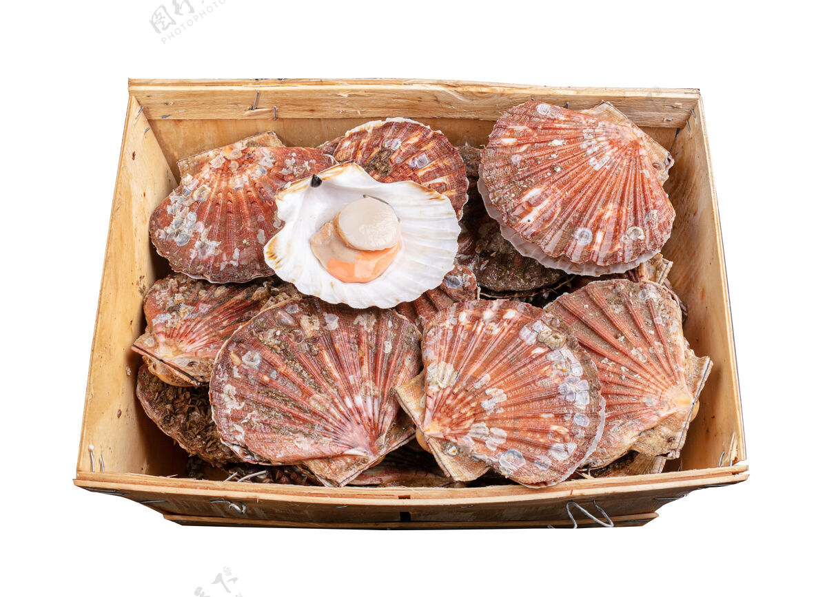 食品一个装满新鲜扇贝壳的白色箱子贝类可食用木材