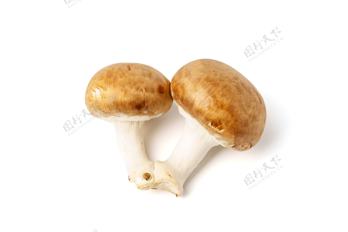 蘑菇两个棕色的蘑菇 在白色背景上隔离开来食品蔬菜有机