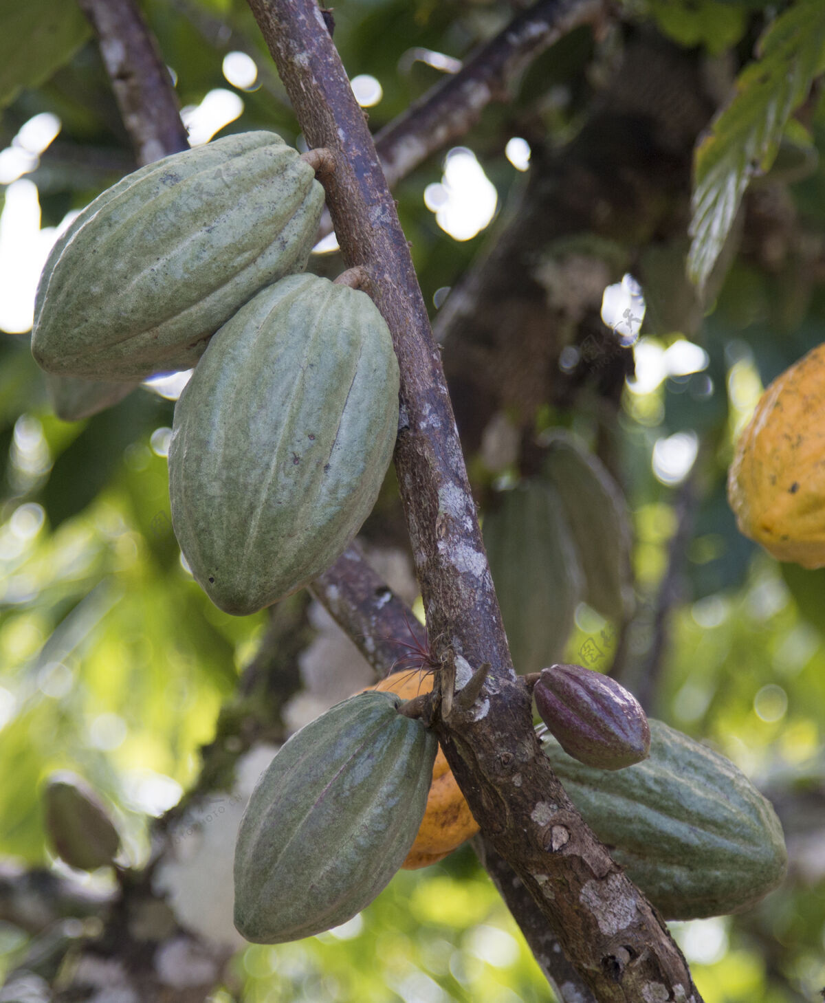 异国情调种植可可种植园和树上的可可果实配料巴西农业