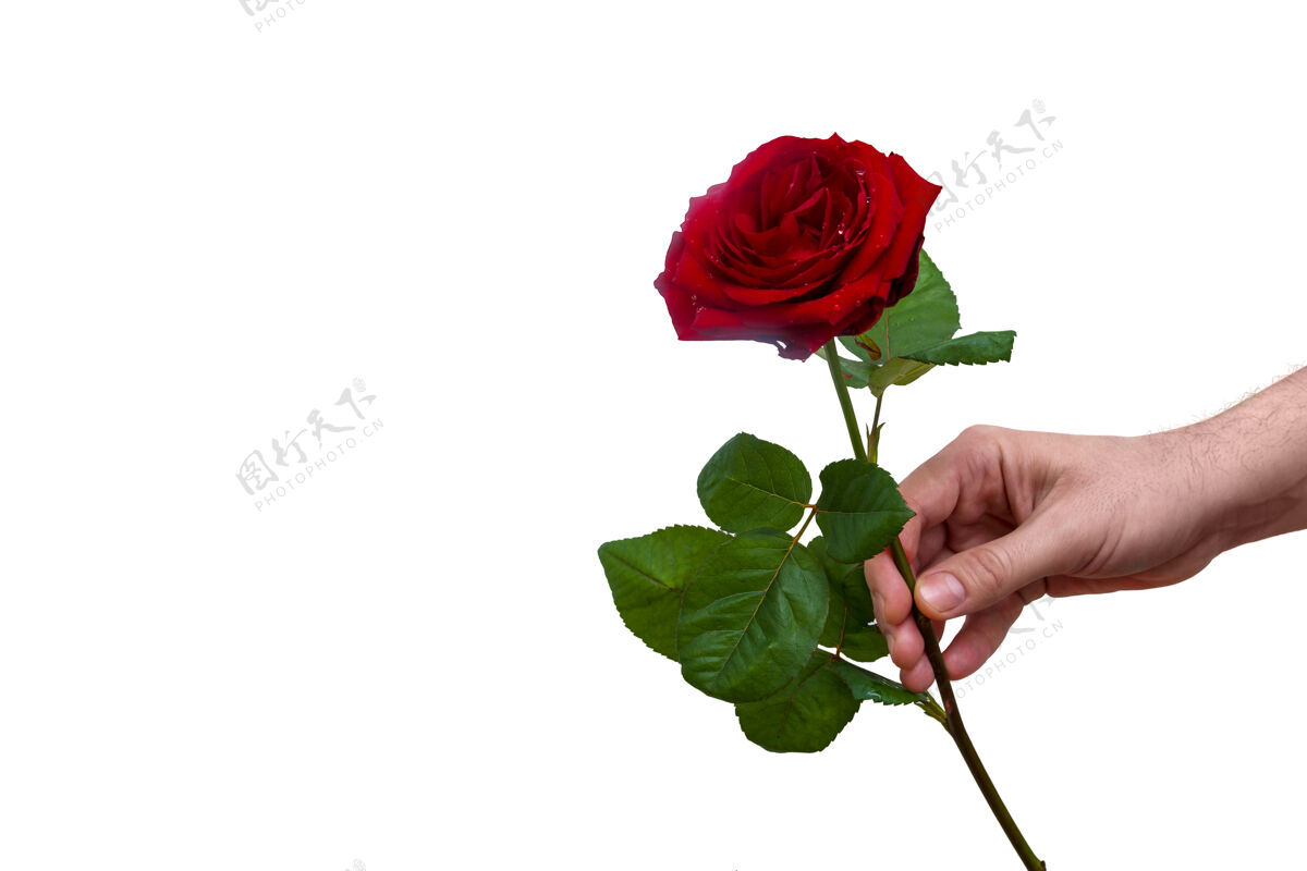 情人节勃艮第玫瑰在男性手上孤立的白色浪漫庆祝男人