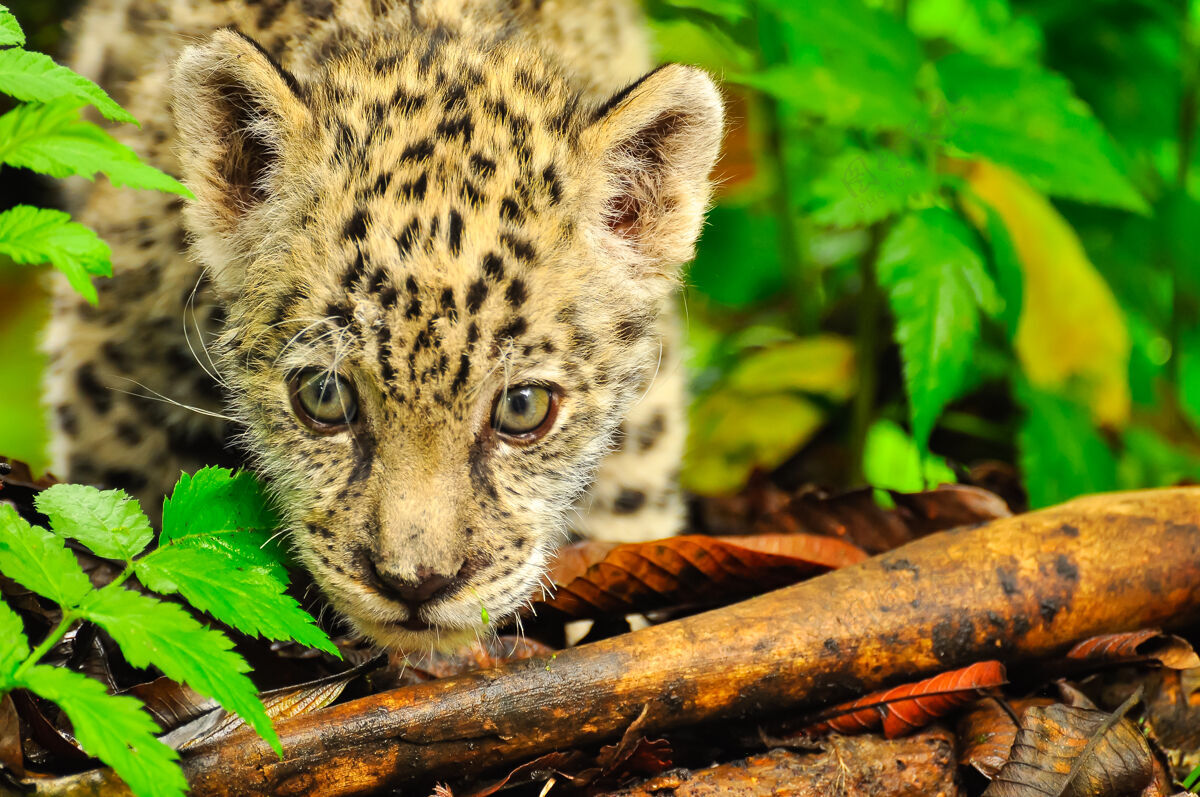 自然一只年轻的美洲虎在草地上徘徊食肉动物丛林猫