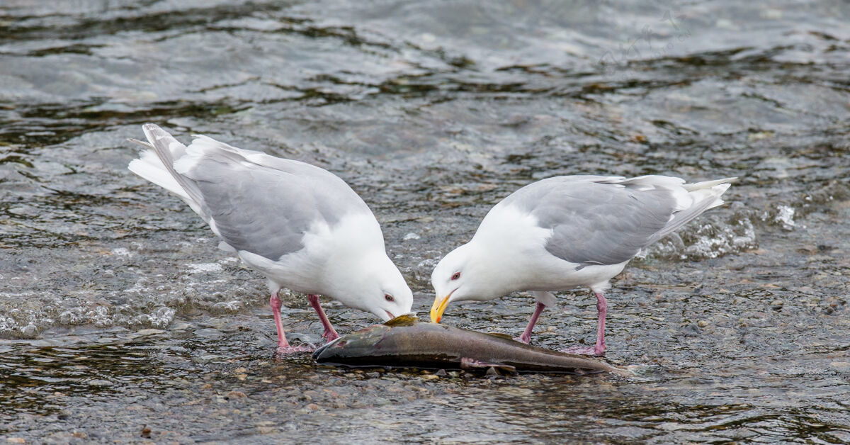 大自然两只海鸥站在水里啄鲑鱼野生大自然海鸥摄影之旅