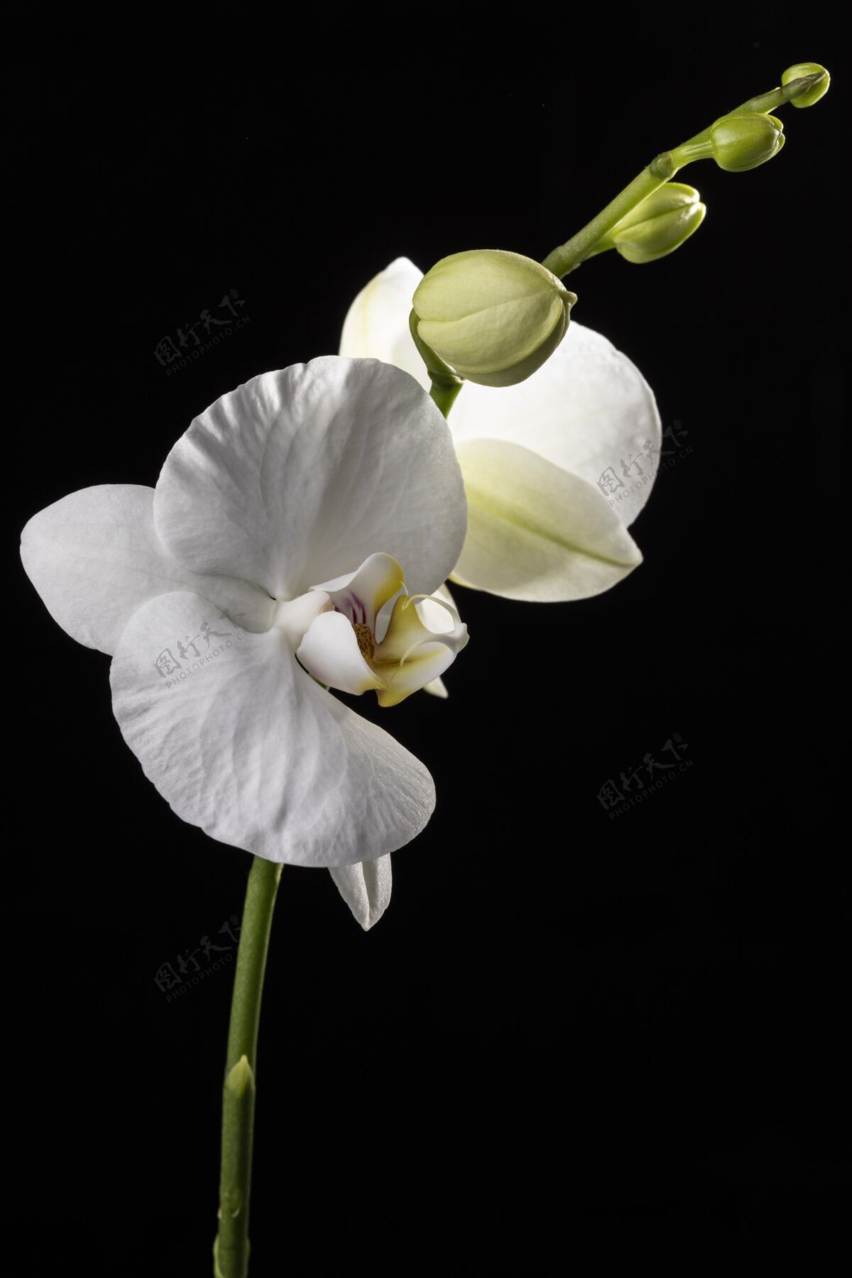 特写美丽的白色兰花自然兰花植物