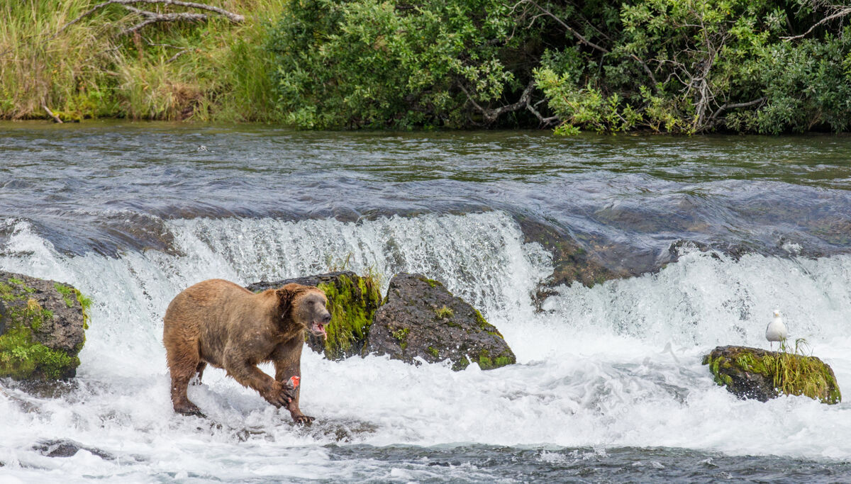 棕熊棕熊站在河中央的一块岩石上 背景是美国阿拉斯加州卡迈国家公园令人惊叹的风景哺乳动物环境熊