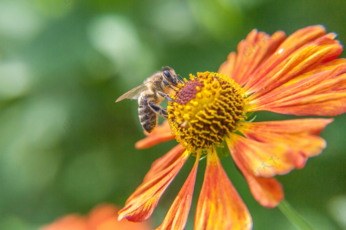 动物蜜蜂满是黄色的花粉 喝着花蜜 给桔子花授粉花野生苍蝇