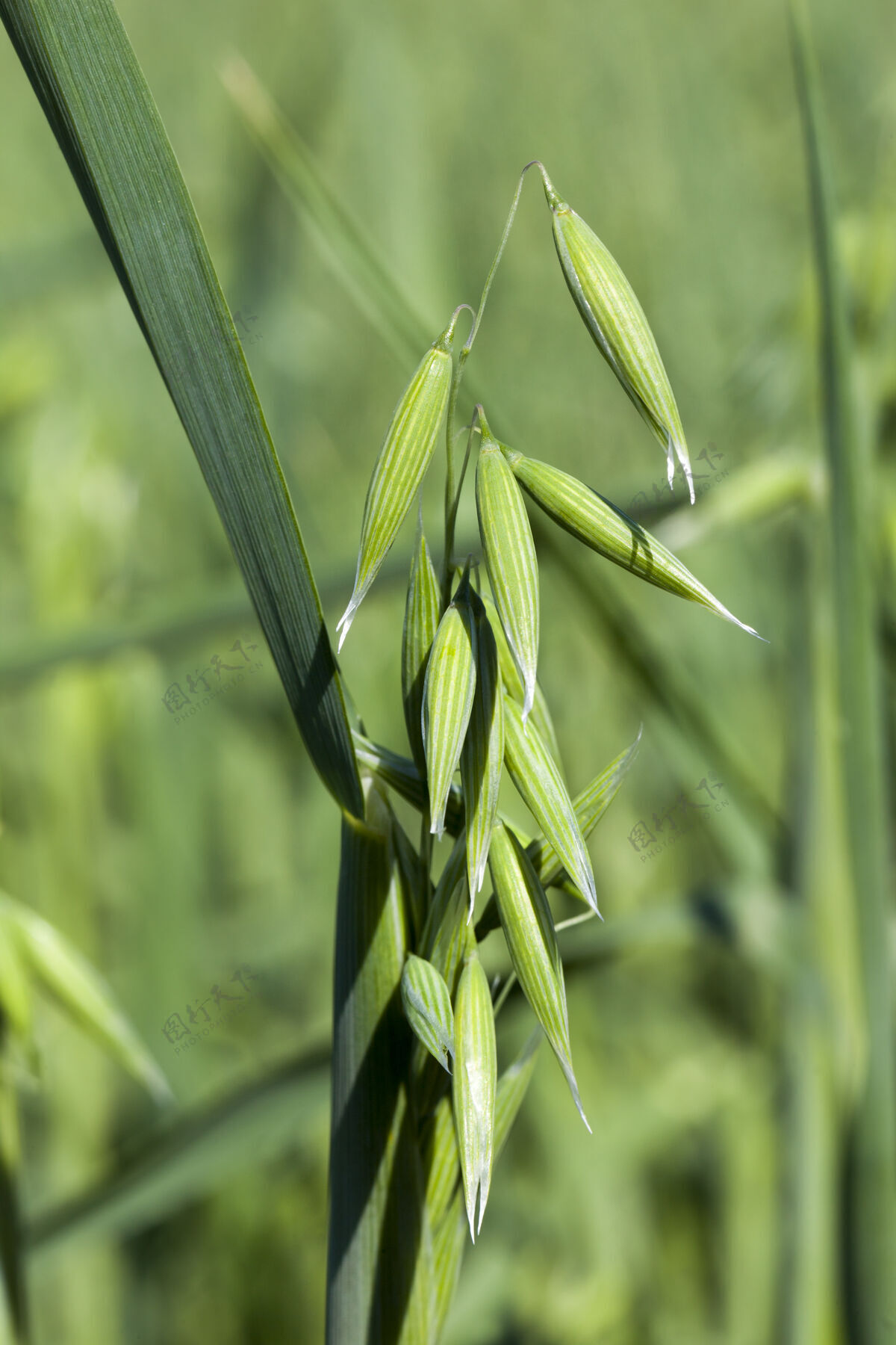 种子绿色植物燕麦与绿色的叶子和耳朵在阳光下 特写在一个农业领域细节植物谷物