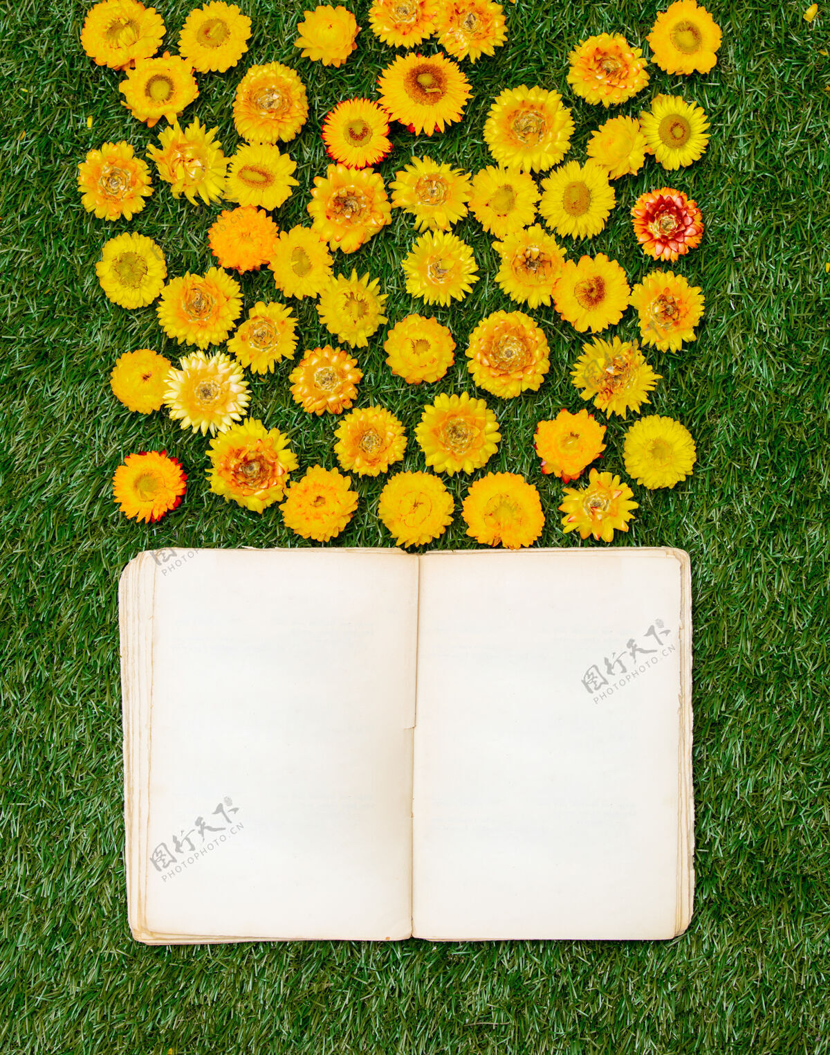 书籍黄色的蒲公英和一本关于绿草的书植物大学土地