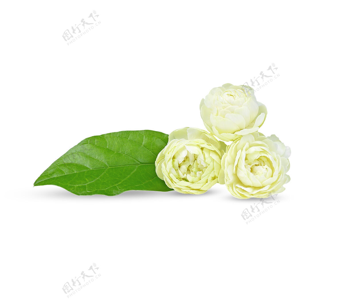 叶阿拉伯茉莉花 白色背景上芳香的花朵草本花春天