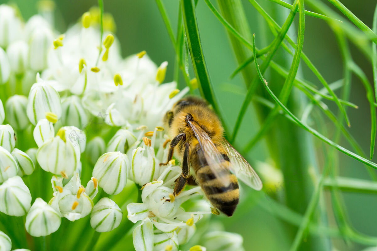 户外一只蜜蜂坐在一朵美丽的白花上花叶单