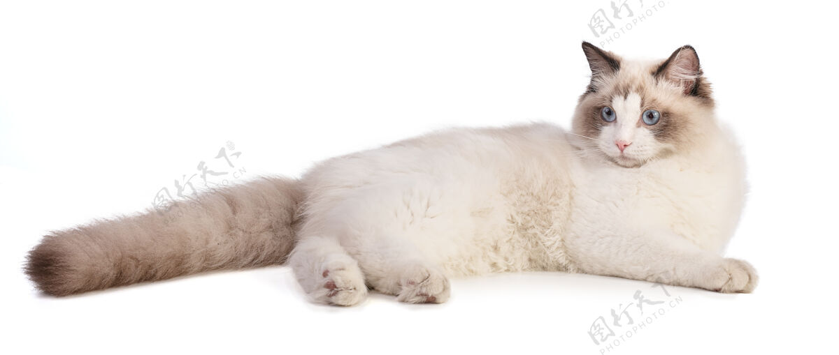 毛绒在白色的地面上躺着六只小猫谎言家庭漂亮