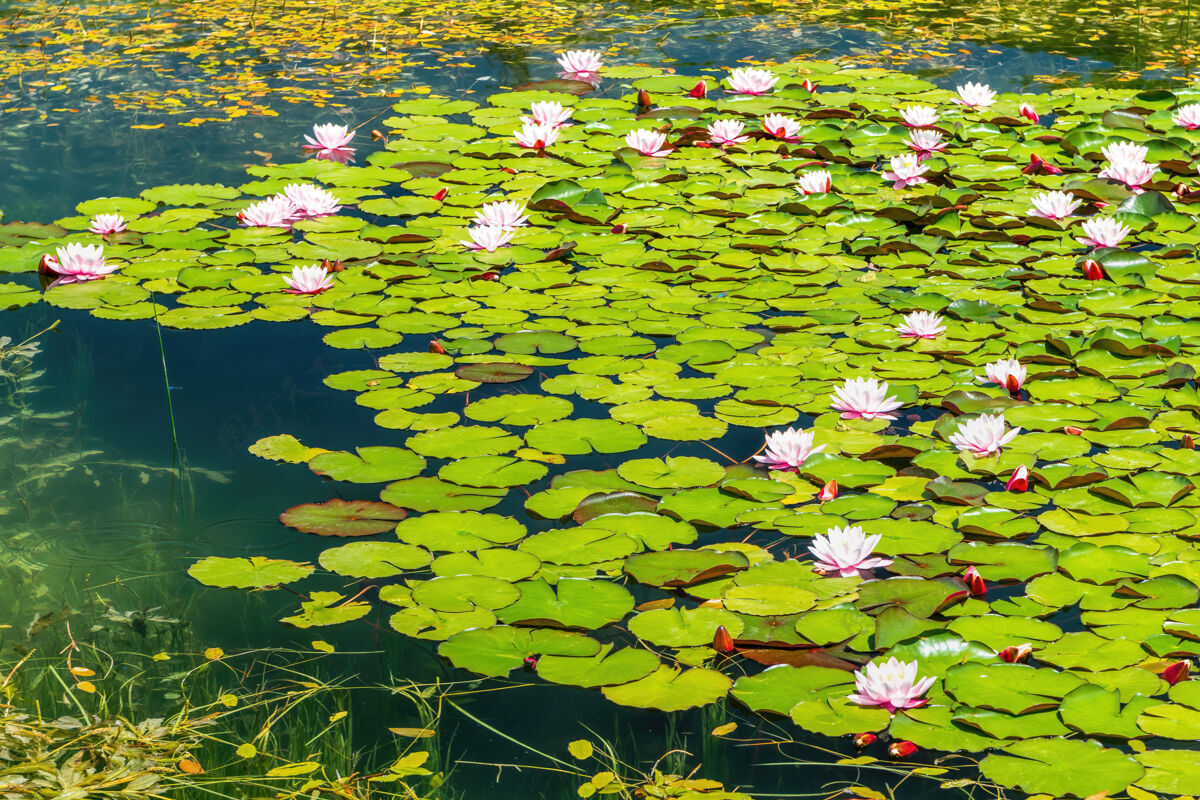湖泊睡莲sp.封面淡水的表面池塘自然背景图片野花睡莲开花