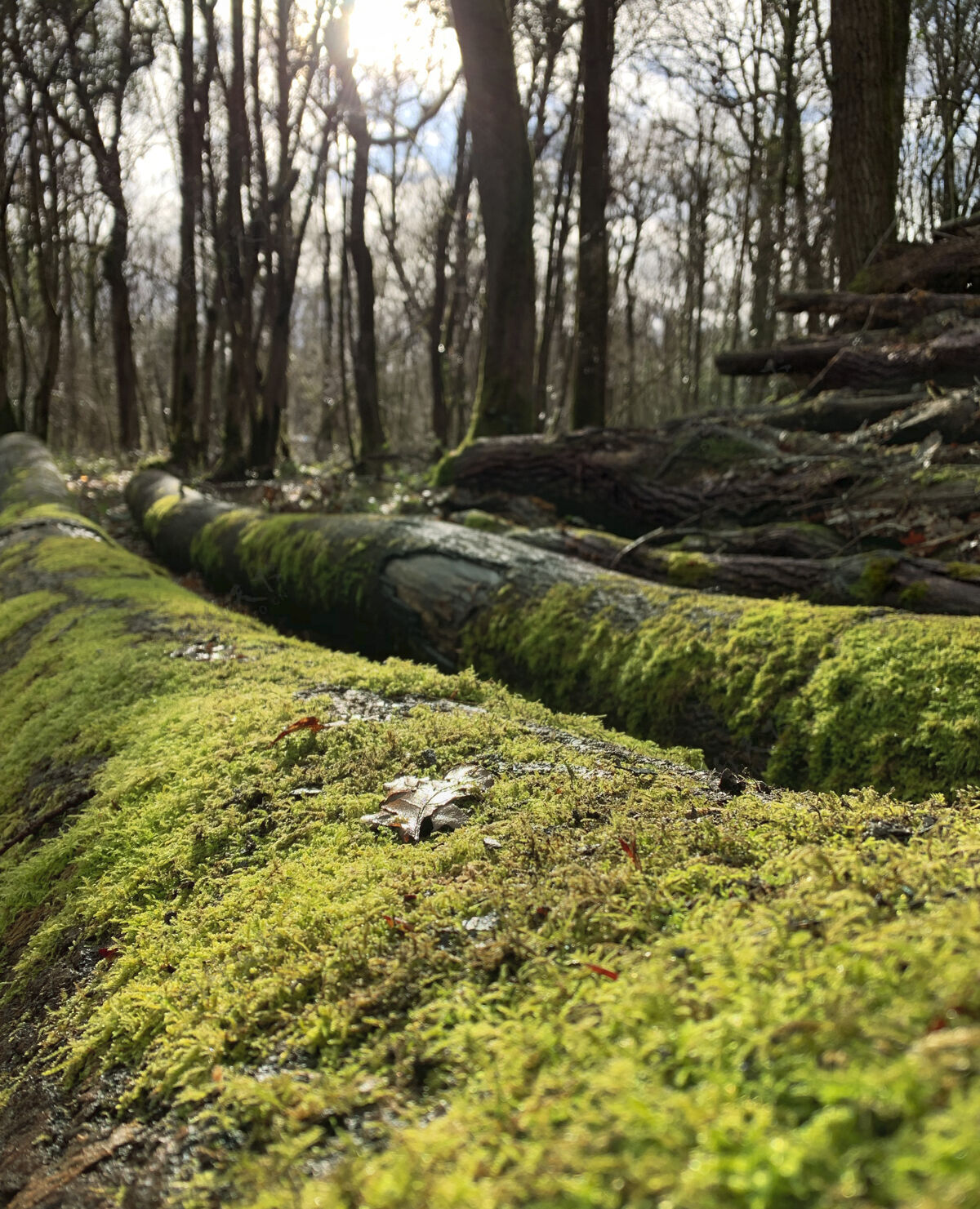 形状一堆绿色苔藓的天然锯材树桩松圆形