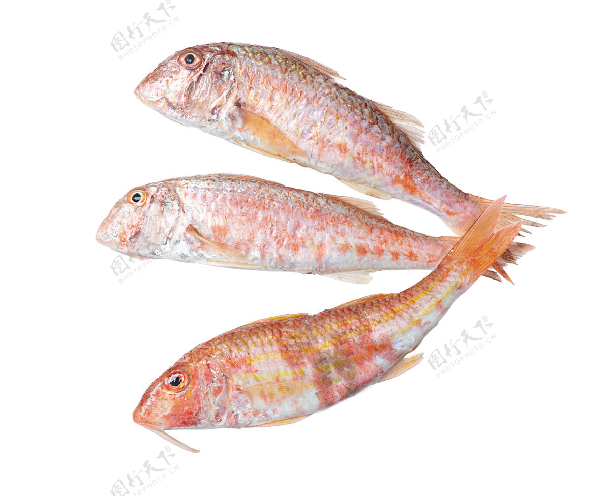 自然三条鲜红的鲻鱼在白色的水面上晚餐健康营养