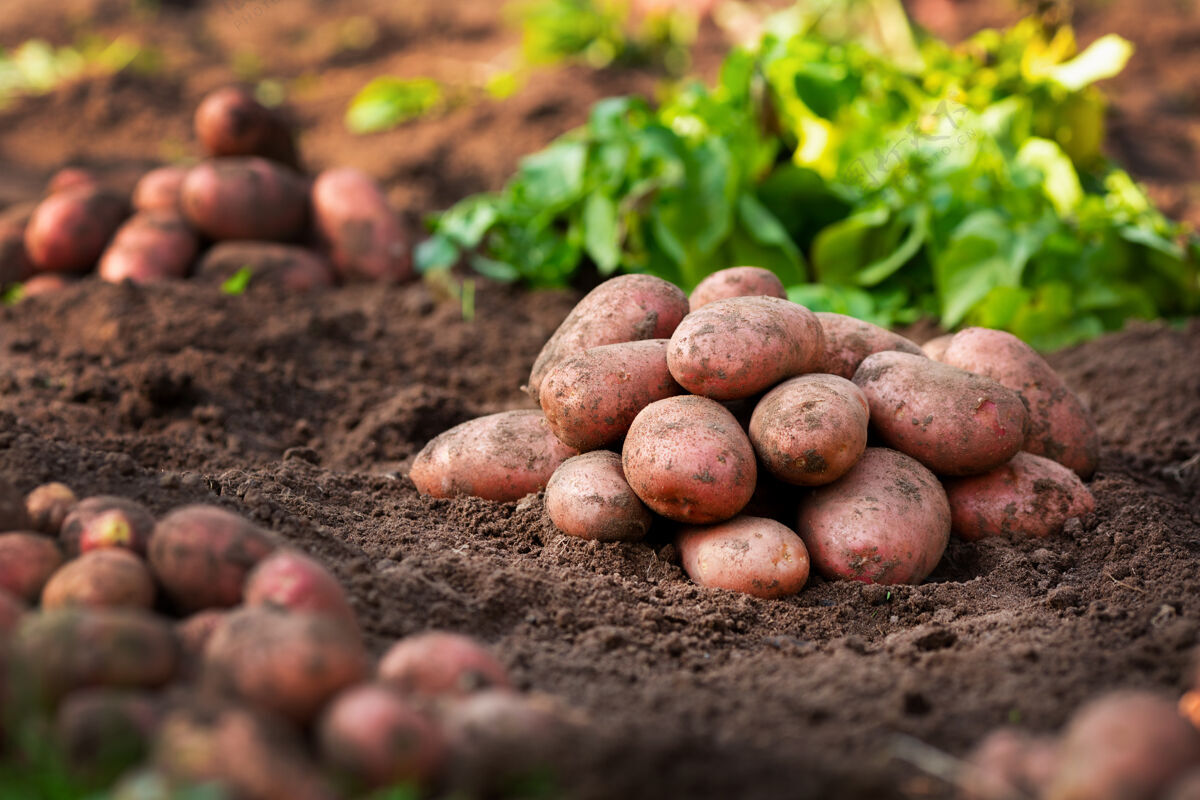 新鲜成熟新鲜的马铃薯在地上收割户外自然生的