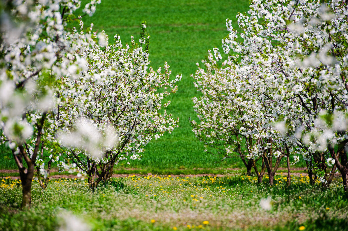花蕾一排排美丽的樱花树在绿色的草坪上乡村自然纯净