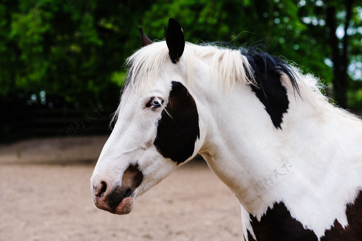 肖像一匹长着漂亮的不寻常的蓝眼睛的马的肖像优雅头野生