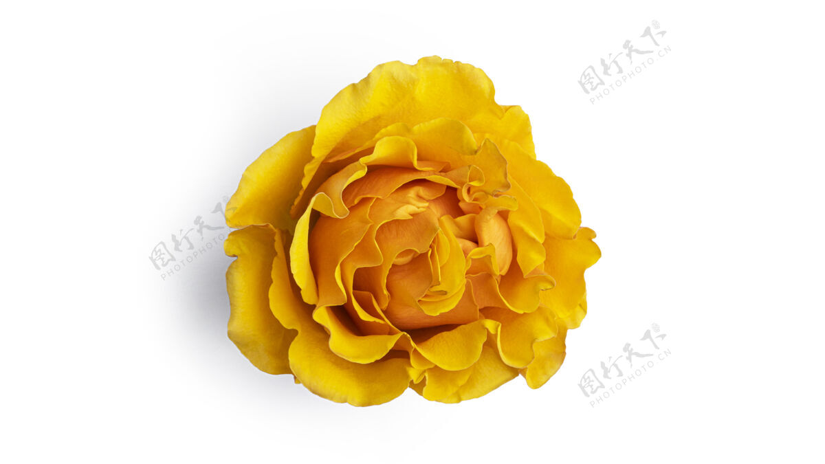 玫瑰黄色的玫瑰花孤立在白色的树上背景高高质量的照片花束象征花瓣