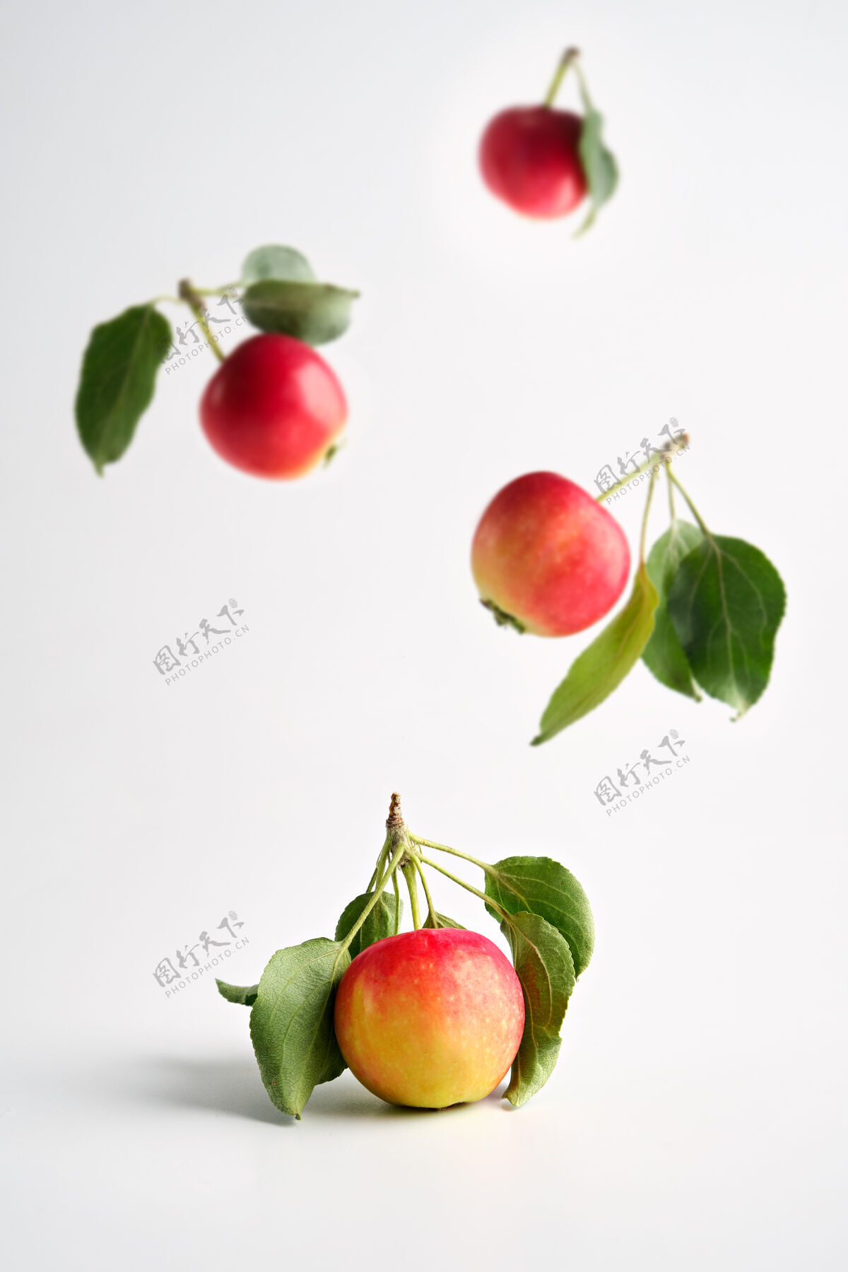 滋养红黄相间的成熟苹果飞来飞去 叶子放在浅色的背景上园艺甜收获