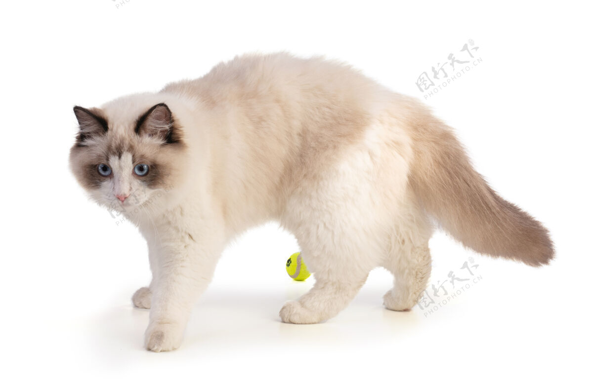 棕色六个月大的小碎布娃娃猫 一个白色的球猫年轻孤独