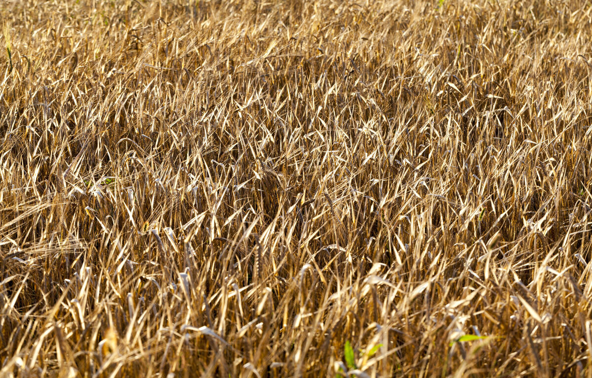 玉米一块种植大量谷物的农田农场茎田地