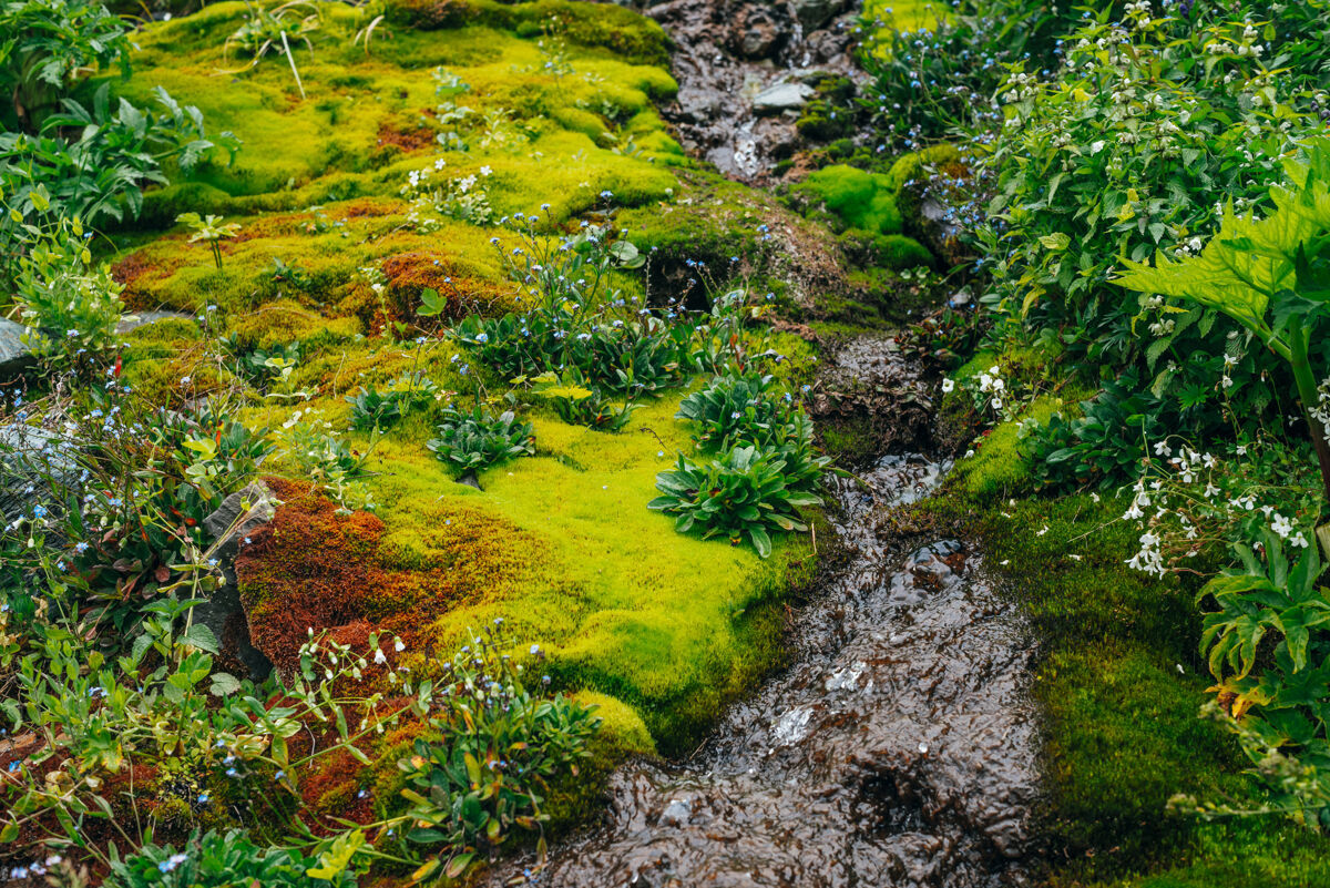 处女地在茂密的苔藓和茂盛的植被中 有清澈的泉水流 景色优美高地奇迹小溪
