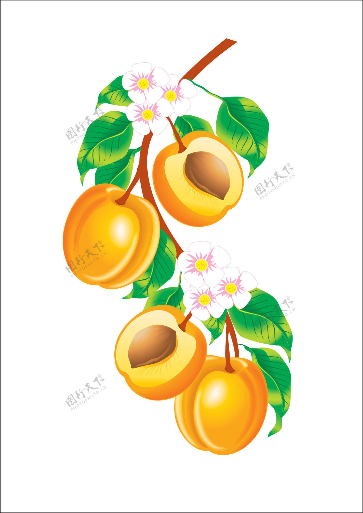 成熟美丽的杏枝插画甜点嫩枝水果