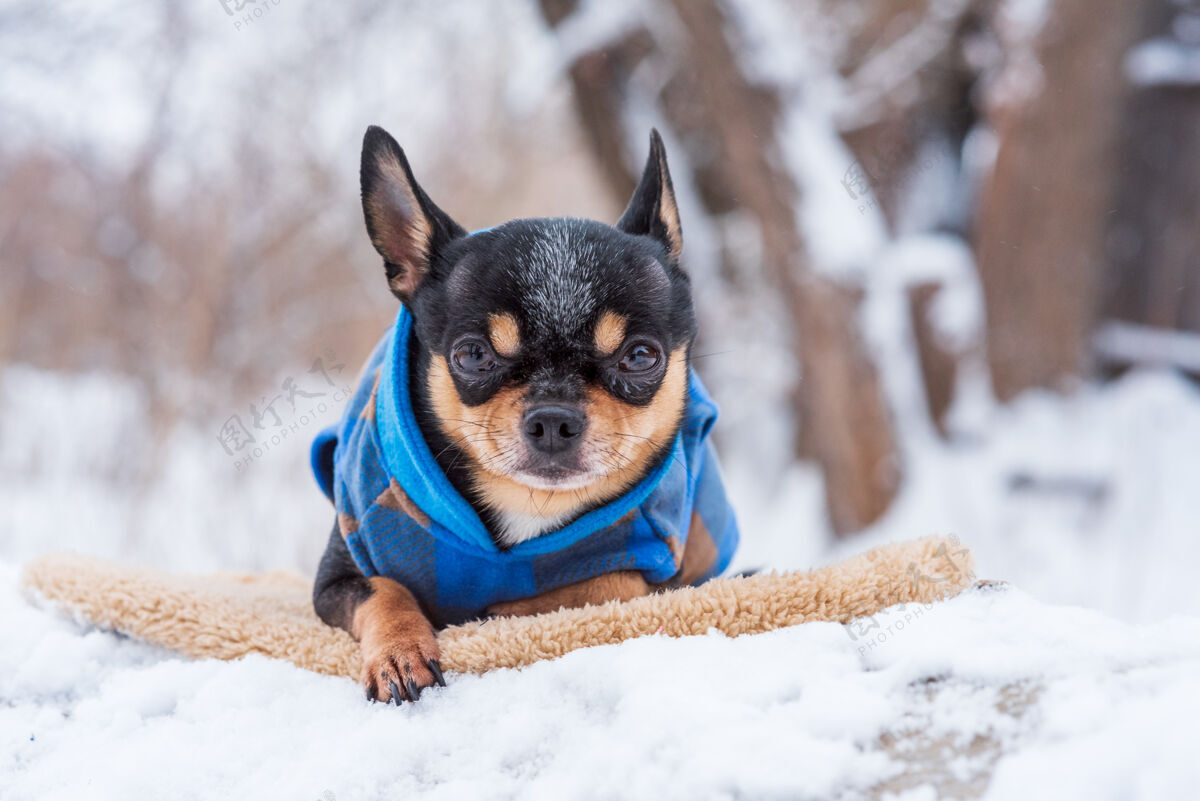 动物寒风中的小狗夹克冬天吉娃娃穿着冬天的衣服在雪上服装季节户外