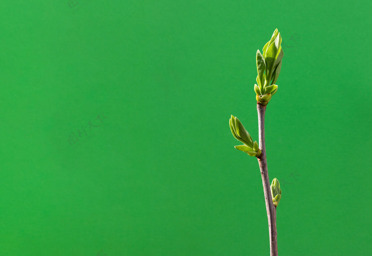 年轻春天的嫩枝和嫩绿的叶子在绿色的墙上有一个复制空间芽灌木芽