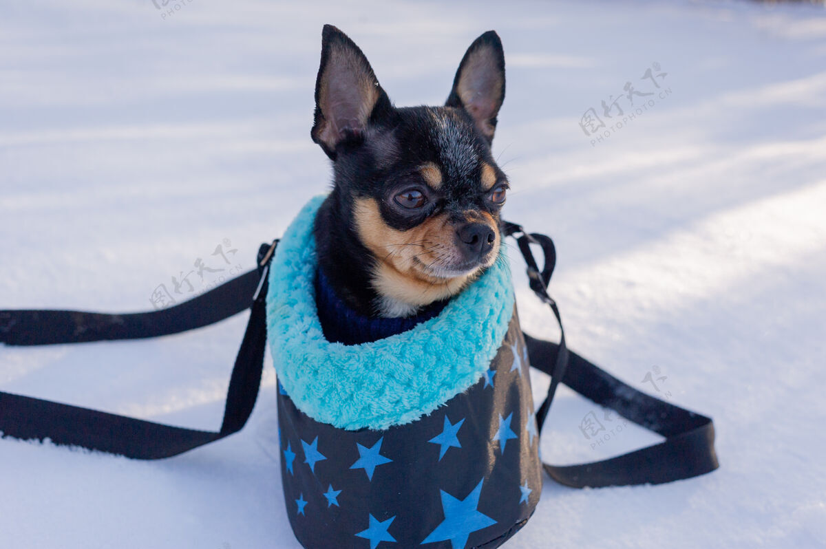 冬天吉娃娃狗在一个袋子里冬天吉娃娃放在狗的提包里冬天冬天概念服装冷吉娃娃