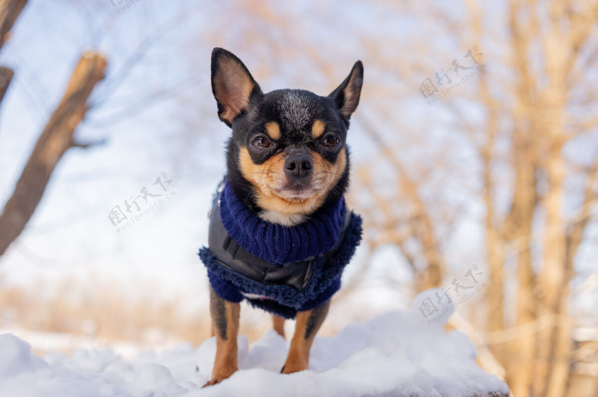 狗奇瓦瓦在花园里散步雪吉娃娃穿着冬天的衣服在雪上小雪狗