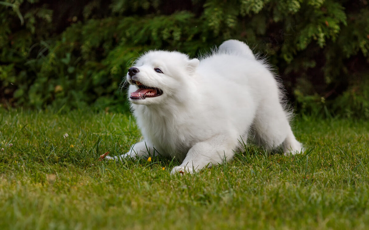动物白色小狗萨莫耶德哈士奇在院子里的绿色草坪上玩品种家庭景观