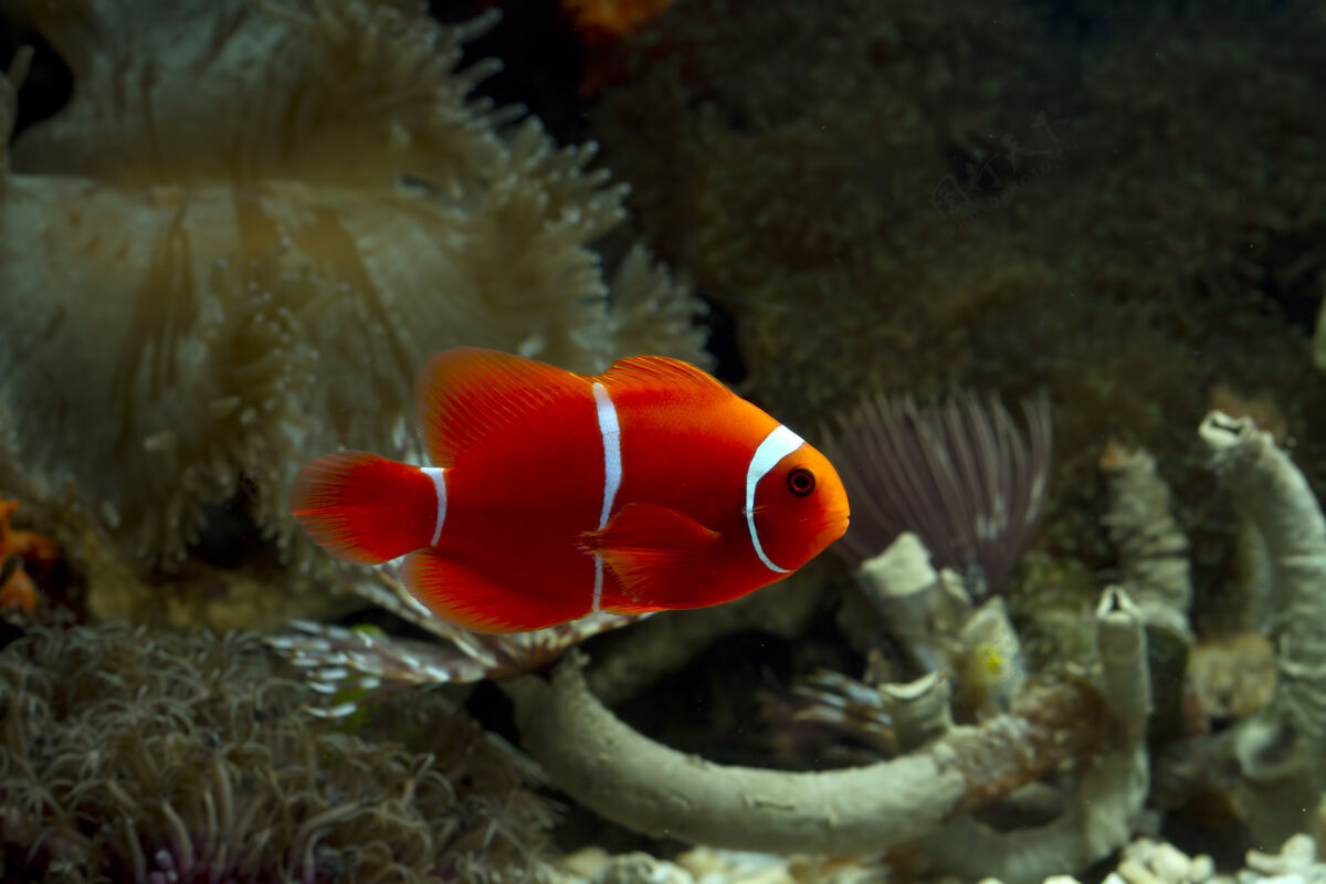 水上可爱的海葵鱼在珊瑚礁上嬉戏 美丽的彩色小丑鱼在珊瑚礁上嬉戏水鱼海