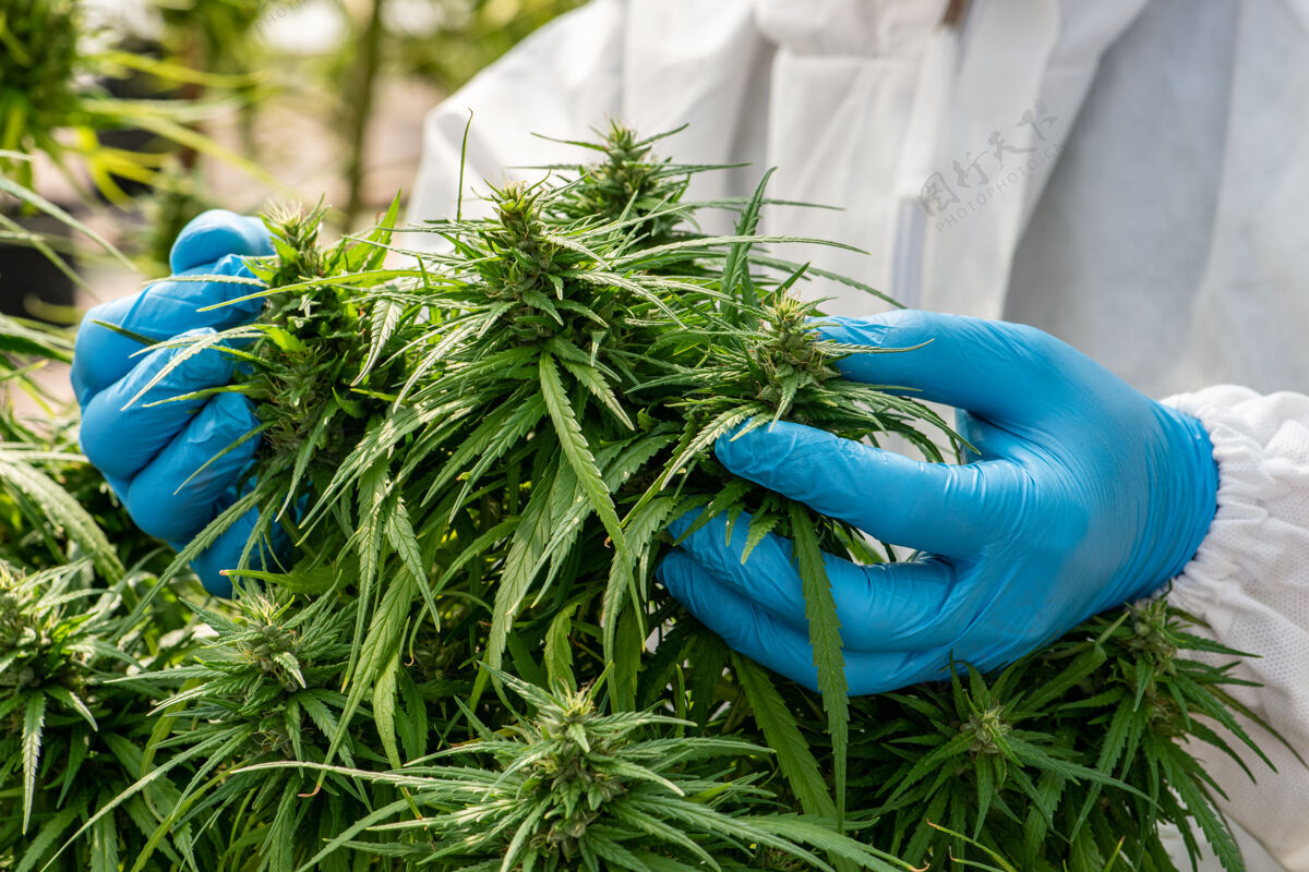 治疗医用大麻是在大麻花收获前概念的草本替代药物 cbd石油 在温室医药行业有机植物大麻
